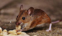 24 Hour & Emergency Exterminators in Phila, PA